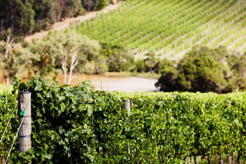 Mornington Peninsula 2-6 Guests With Lunch And Art Walk At Pt Leo Estate - Winery Find 5