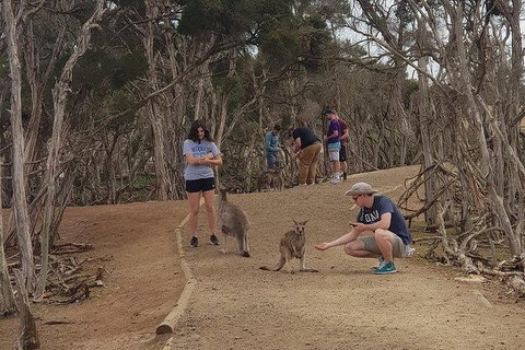 Phillip Island Penguin And Wildlife Tour - Winery Find 34