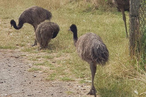 Phillip Island Penguin And Wildlife Tour - Winery Find 32