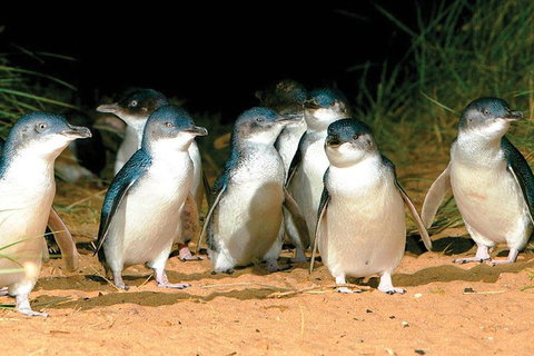Phillip Island Penguin And Wildlife Tour - Winery Find 0