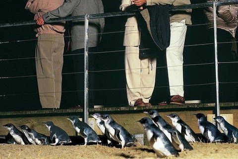 Phillip Island Penguin And Wildlife Tour - Winery Find 20