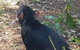 Phillip Island Penguin And Wildlife Tour - thumb 26