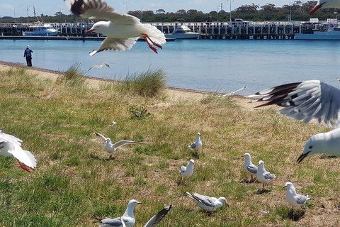 Phillip Island Penguin And Wildlife Tour - Winery Find 1