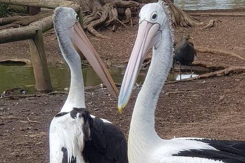 Phillip Island Penguin And Wildlife Tour - Winery Find 6