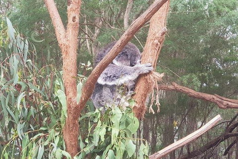 Phillip Island Penguin And Wildlife Tour - Winery Find 16