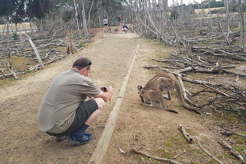 Phillip Island Penguin And Wildlife Tour - Winery Find 30