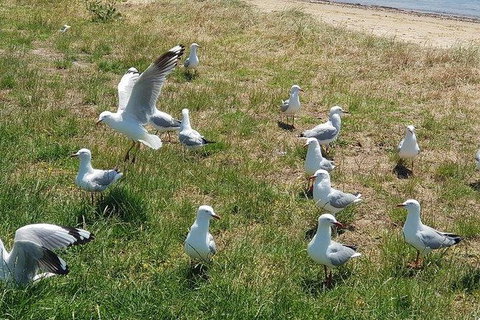 Phillip Island Penguin And Wildlife Tour - Winery Find 9