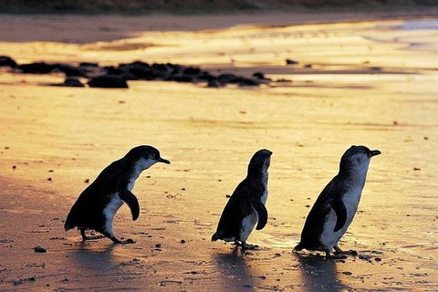 Phillip Island Penguin And Wildlife Tour - Winery Find 13
