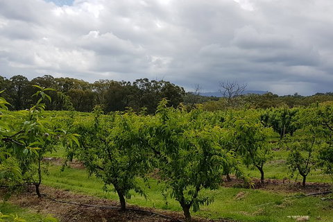 Yarra Valley Wineries And Rayners Orchard Tour From Melbourne - Winery Find 18