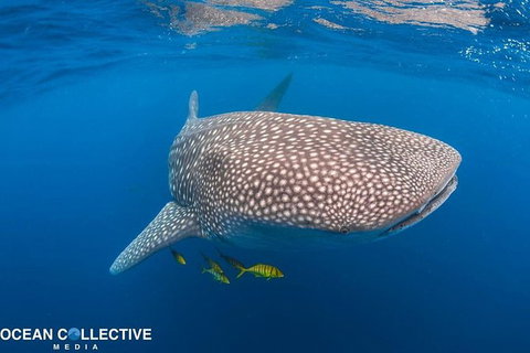 Whale Shark Adventure Tour - Winery Find 11