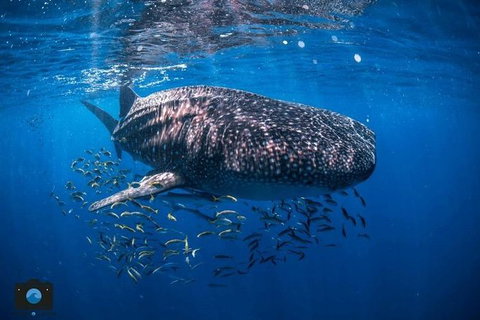 Whale Shark Adventure Tour - Winery Find 2