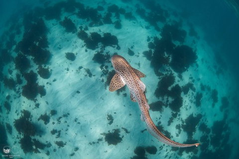 Whale Shark Adventure Tour - Winery Find 3