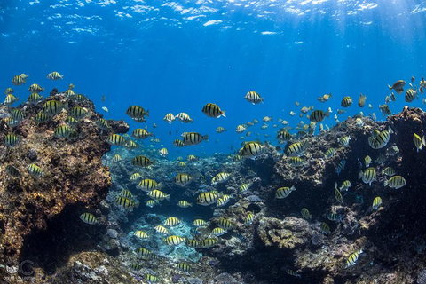 Whale Shark Adventure Tour - Winery Find 5