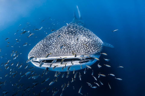 Whale Shark Adventure Tour - Winery Find 8