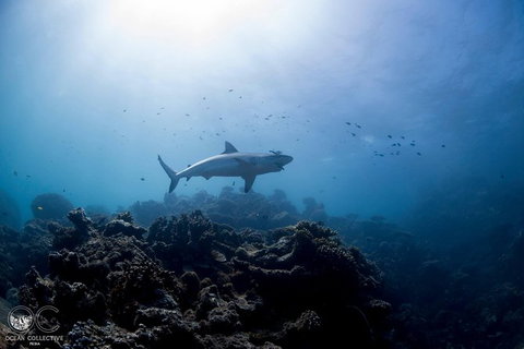 Whale Shark Adventure Tour - Winery Find 6