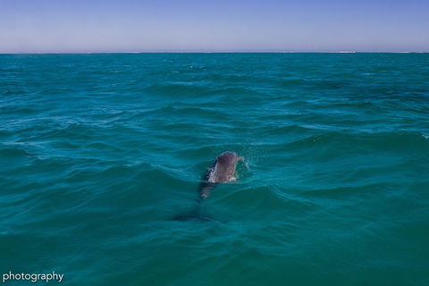 Ningaloo Immersion Private Charter - Winery Find 1