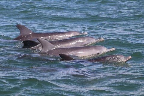 Romance Cruise + Scenic Tour + Beer Tasting + 3 Course Lunch + Hamper - Winery Find 7