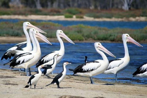 Romance Cruise + Scenic Tour + Beer Tasting + 3 Course Lunch + Hamper - Winery Find 5