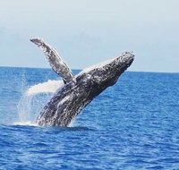 Guided Whale Watching Boat Tour at Kalbarri - Winery Find