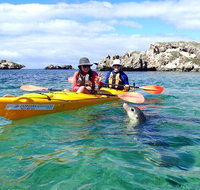 Penguin and Seal Islands Sea Kayaking Experience - Winery Find