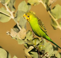 Private Guided Birdwatching Tour in Pilbara - Winery Find