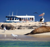 Dolphin Penguin and Sea Lion Cruise - Winery Find