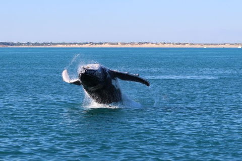 AOC Broome Whale Watching - Winery Find 3