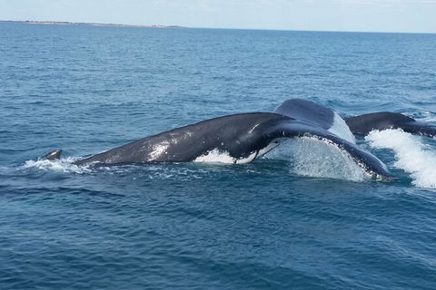 AOC Broome Whale Watching - Winery Find 1