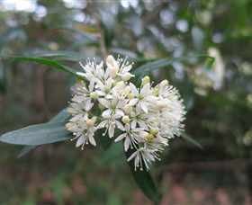Cambewarra Village NSW Winery Find