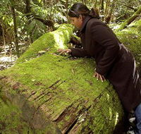 Washpool National Park - Washpool Walk - Winery Find