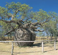 Boab Prison Tree - Winery Find