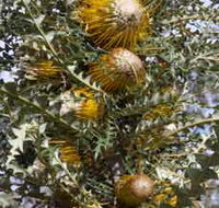 Woylie Walk Dryandra Woodland - Winery Find