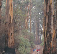 Beedelup National Park - Winery Find