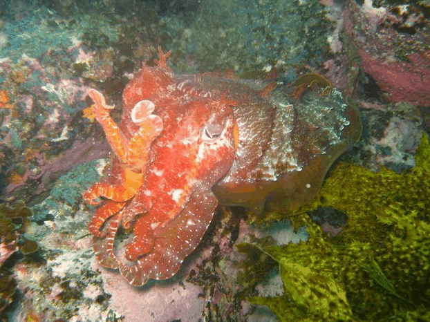 Jervis Bay Dive Charters - Winery Find