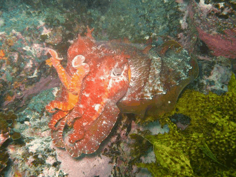Jervis Bay Dive Charters - Winery Find 0