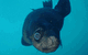 Jervis Bay Dive Charters - thumb 3