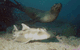 Jervis Bay Dive Charters - thumb 4