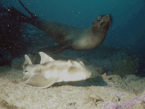 Jervis Bay Dive Charters - Winery Find 4