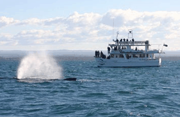 Dolphin Watch Cruises - Winery Find