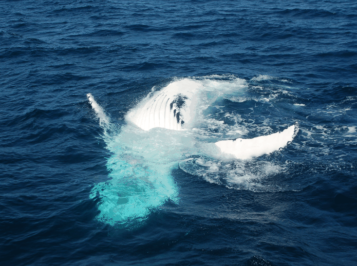 Dolphin Wild Cruises - Winery Find