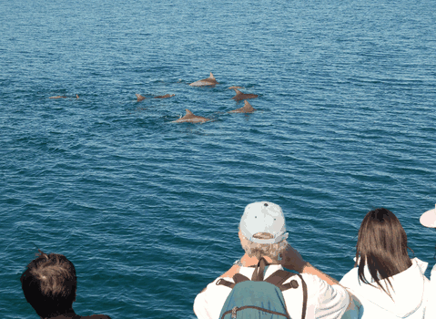 Dolphin Wild Cruises - Winery Find 3