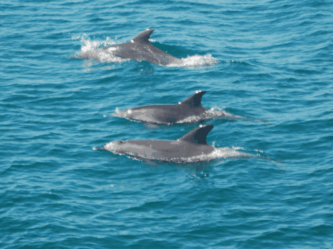 Dolphin Wild Cruises - Winery Find 5