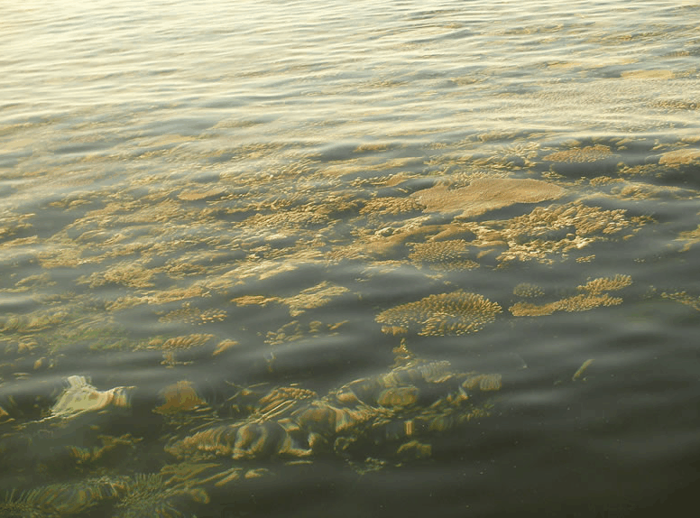 Eco Jet Safari - thumb 1