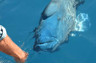 Whitehaven Xpress Whitehaven Beach Tours - Winery Find 4