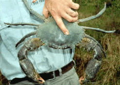 Whitsunday Crocodile Safari - Winery Find 0