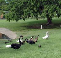 Anzac Park and Ululah Lagoon - Winery Find
