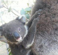 West Oz Wildlife Petting Zoos - Winery Find