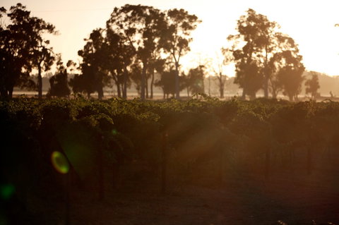 Evans & Tate - Winery Find 0