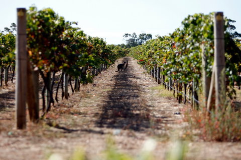 Evans & Tate - Winery Find 2