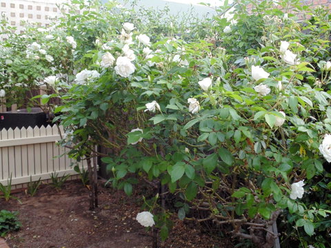 Baronet B & B - Winery Find 18